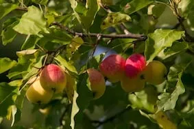 Low hanging fruit
